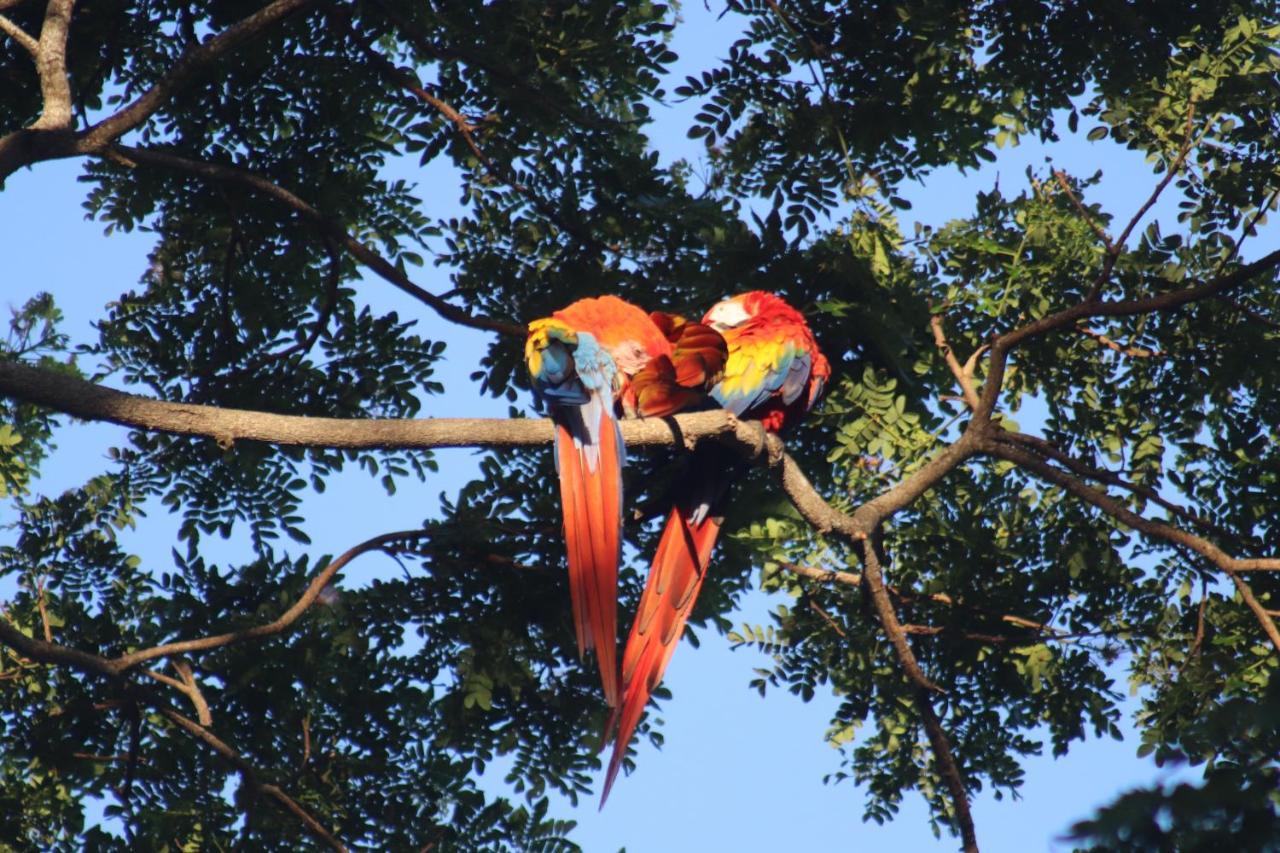 Bed and Breakfast House Of The Macaws Tárcoles Exterior foto