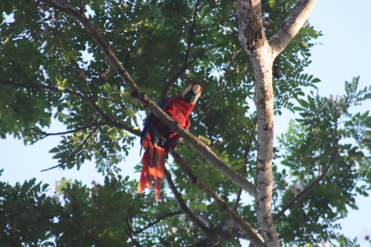 Bed and Breakfast House Of The Macaws Tárcoles Exterior foto