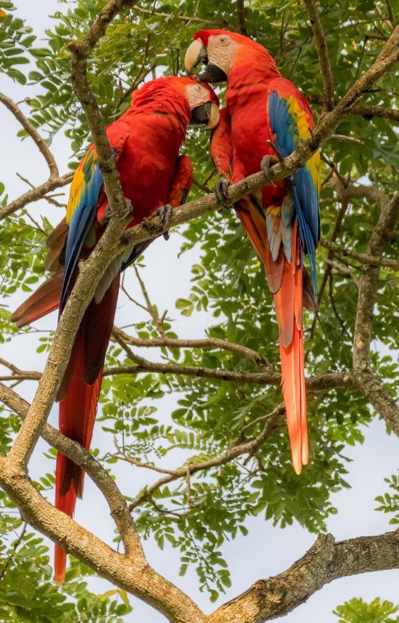 Bed and Breakfast House Of The Macaws Tárcoles Exterior foto