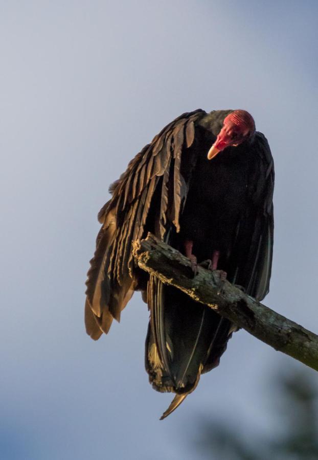 Bed and Breakfast House Of The Macaws Tárcoles Exterior foto